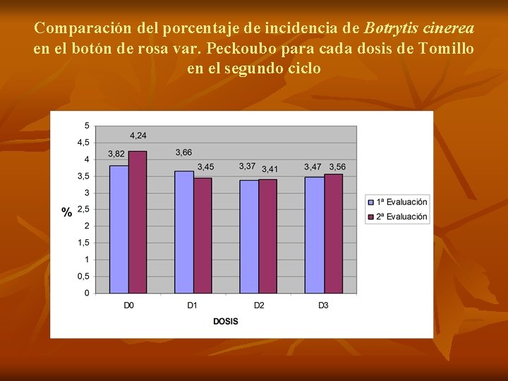 Comparación del porcentaje de incidencia de Botrytis cinerea en el botón de rosa var.