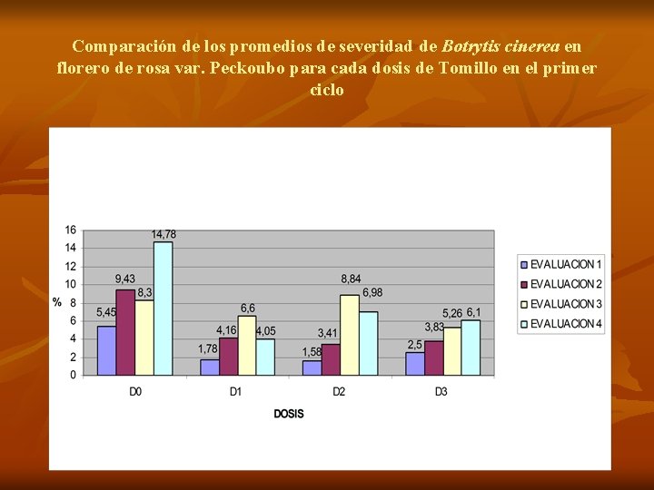 Comparación de los promedios de severidad de Botrytis cinerea en florero de rosa var.