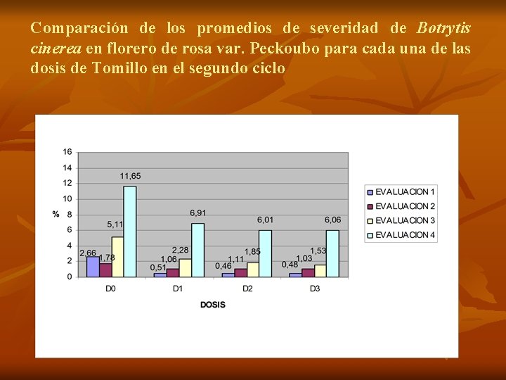 Comparación de los promedios de severidad de Botrytis cinerea en florero de rosa var.