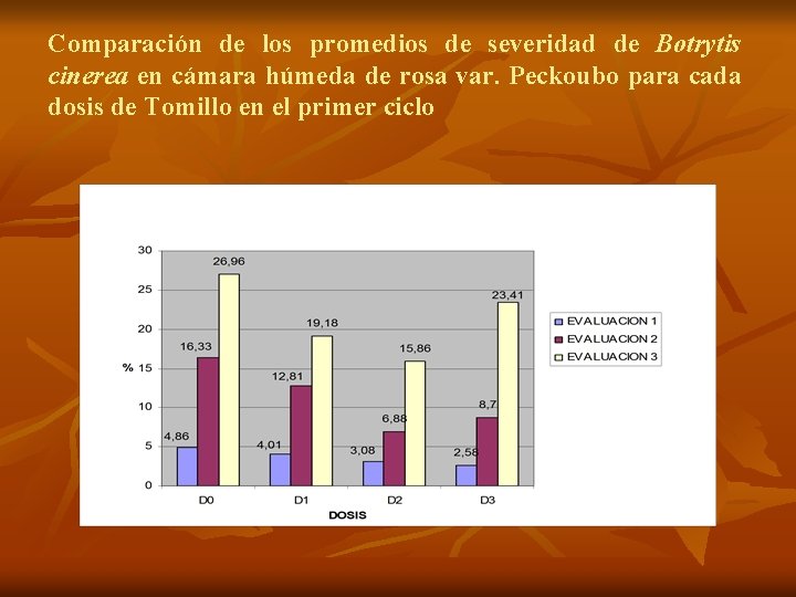 Comparación de los promedios de severidad de Botrytis cinerea en cámara húmeda de rosa