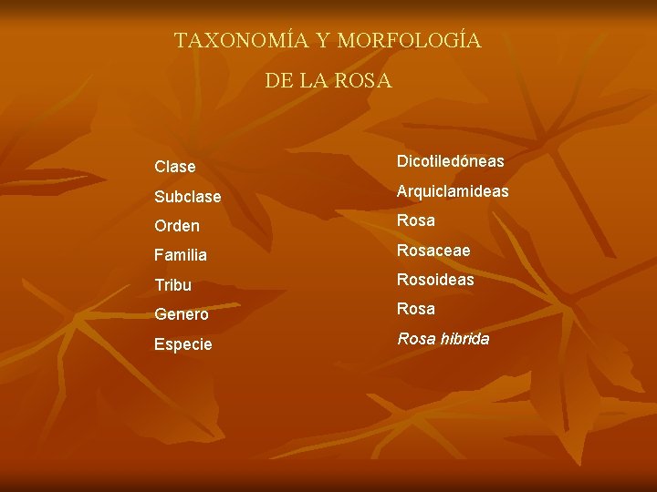 TAXONOMÍA Y MORFOLOGÍA DE LA ROSA Clase Dicotiledóneas Subclase Arquiclamideas Orden Rosa Familia Rosaceae