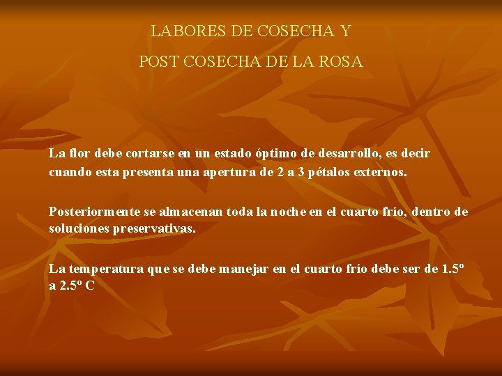 LABORES DE COSECHA Y POST COSECHA DE LA ROSA La flor debe cortarse en