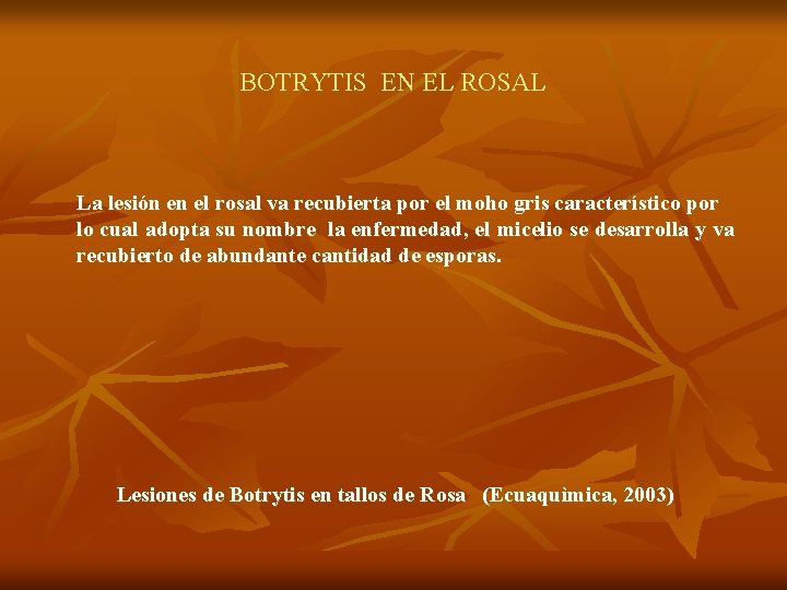 BOTRYTIS EN EL ROSAL La lesión en el rosal va recubierta por el moho