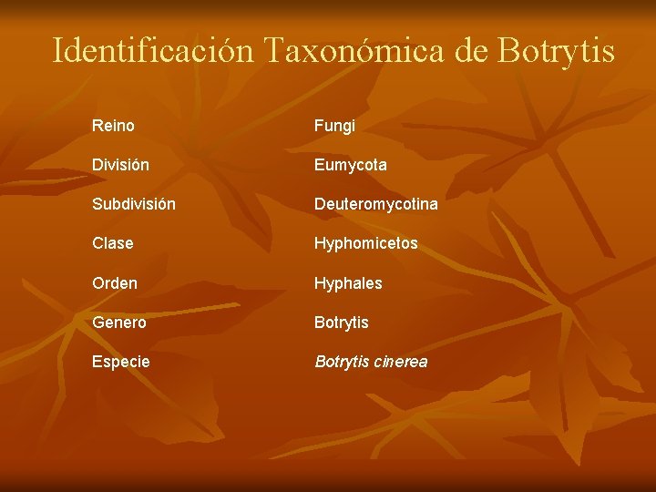 Identificación Taxonómica de Botrytis Reino Fungi División Eumycota Subdivisión Deuteromycotina Clase Hyphomicetos Orden Hyphales