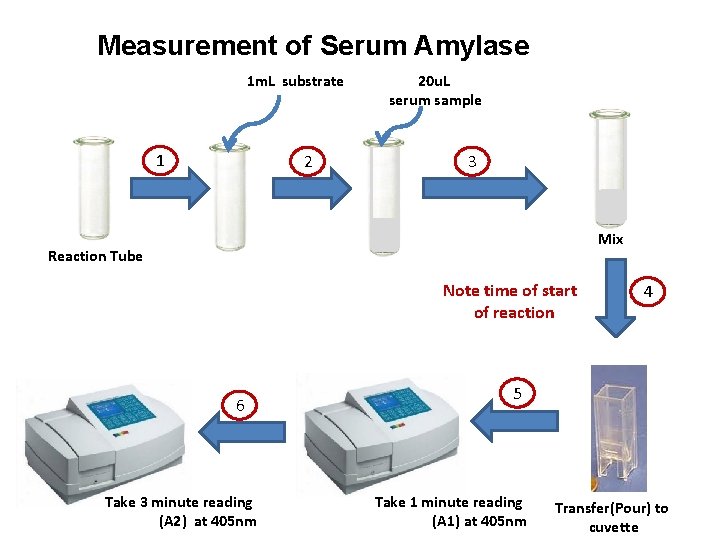 Measurement of Serum Amylase 1 m. L substrate 1 2 20 u. L serum