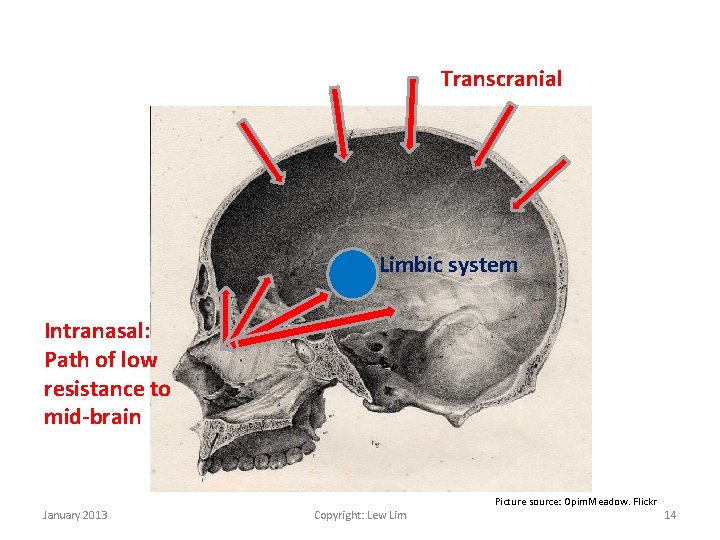 Transcranial Limbic system Intranasal: Path of low resistance to mid-brain January 2013 Copyright: Lew
