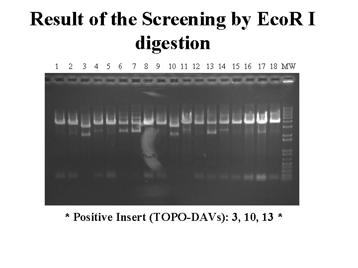 Result of the Screening by Eco. R I digestion 1 2 3 4 5