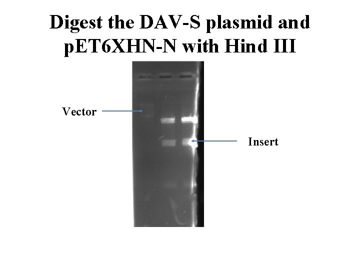 Digest the DAV-S plasmid and p. ET 6 XHN-N with Hind III Vector Insert