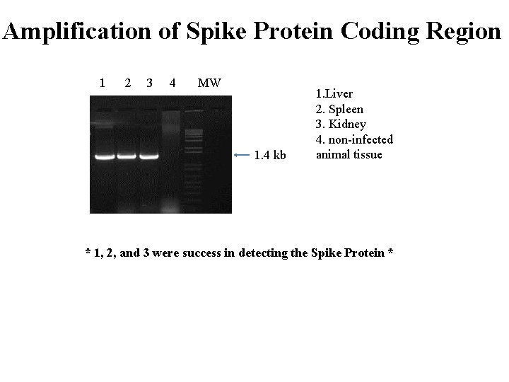 Amplification of Spike Protein Coding Region 1 2 3 4 MW 1. 4 kb