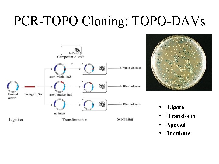 PCR-TOPO Cloning: TOPO-DAVs • • Ligate Transform Spread Incubate 