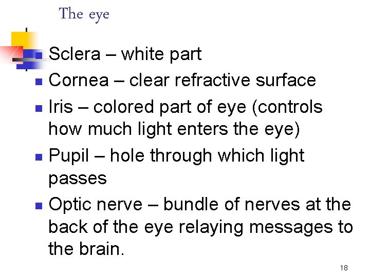 The eye Sclera – white part n Cornea – clear refractive surface n Iris