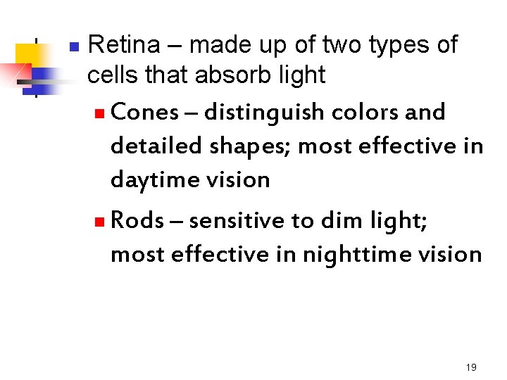 n Retina – made up of two types of cells that absorb light Cones