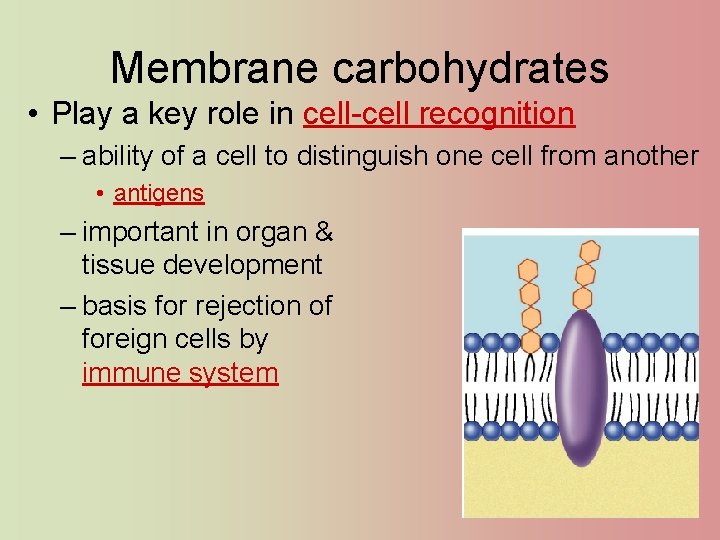 Membrane carbohydrates • Play a key role in cell-cell recognition – ability of a