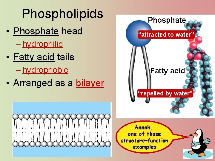 Phospholipids • Phosphate head Phosphate “attracted to water” – hydrophilic • Fatty acid tails