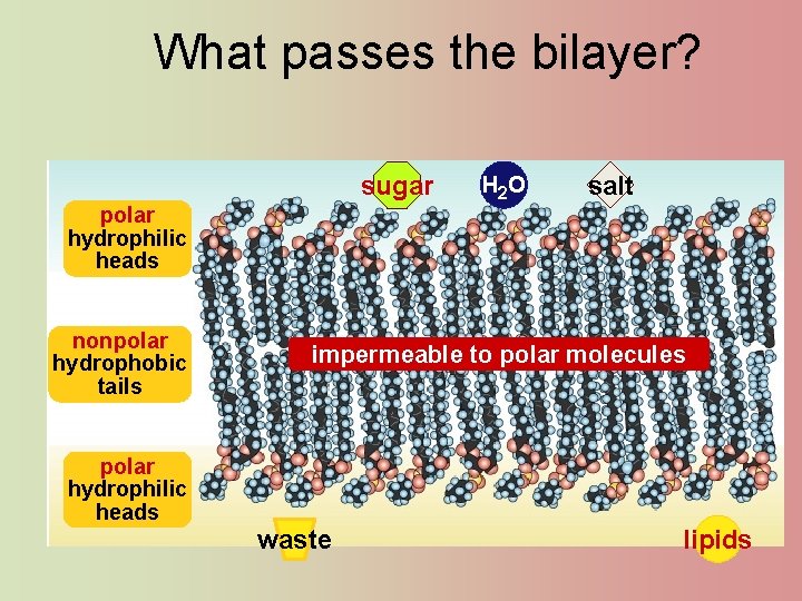 What passes the bilayer? sugar polar hydrophilic heads nonpolar hydrophobic tails H 2 O