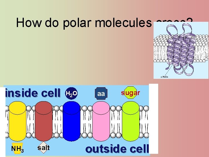 How do polar molecules cross? inside cell NH 3 salt H 2 O aa