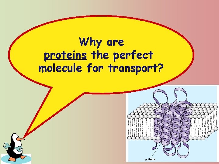 Why are proteins the perfect molecule for transport? 