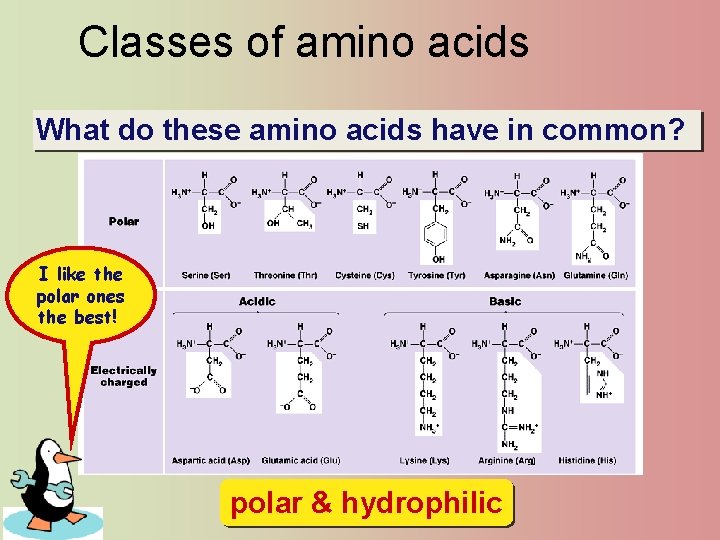 Classes of amino acids What do these amino acids have in common? I like