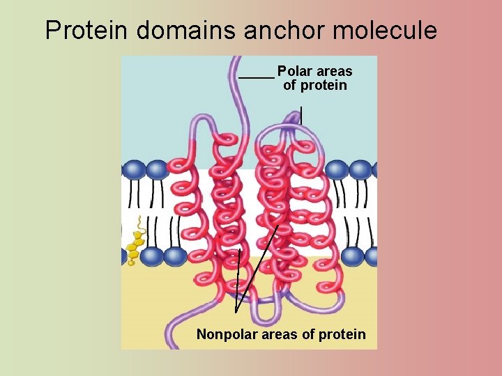 Protein domains anchor molecule Polar areas of protein Nonpolar areas of protein 