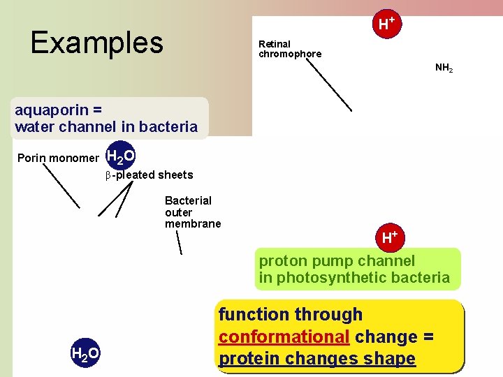 H+ Examples H+ Retinal chromophore NH 2 aquaporin = water channel in bacteria Porin