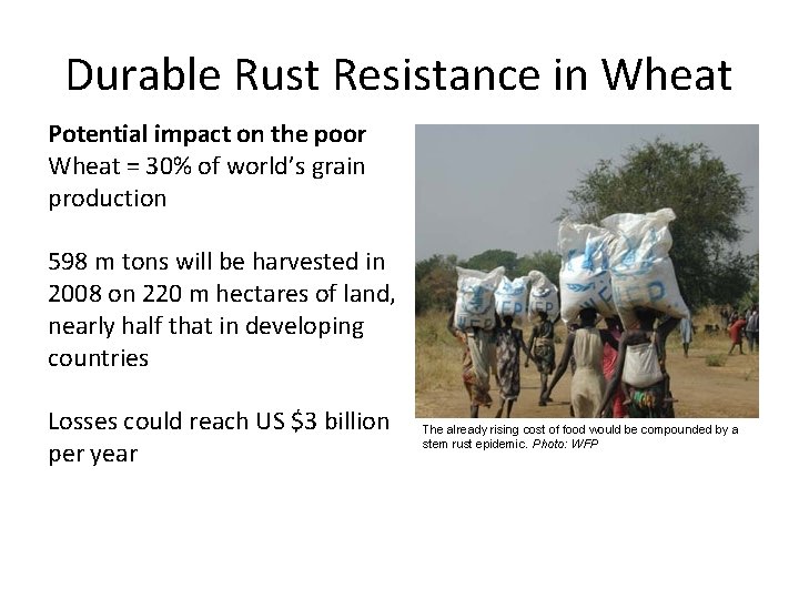 Durable Rust Resistance in Wheat Potential impact on the poor Wheat = 30% of