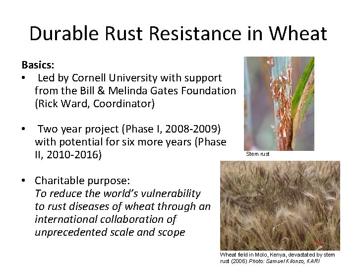 Durable Rust Resistance in Wheat Basics: • Led by Cornell University with support from