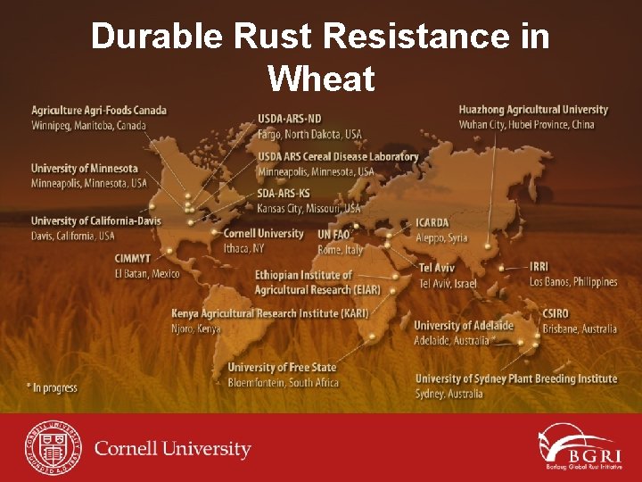 Durable Rust Resistance in Wheat 