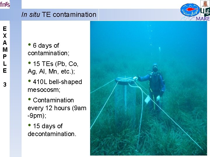 In situ TE contamination E X A M P L E 3 • 6