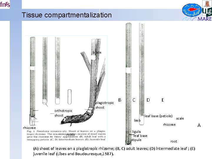 Tissue compartmentalization blade orthotropic shoot plagiotropic shoot B C limb rhizome roots D E