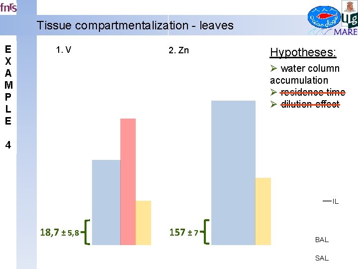 Tissue compartmentalization - leaves E X A M P L E 1. V 2.