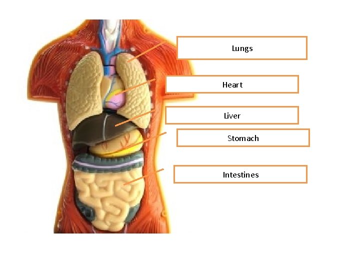 Lungs Heart Liver Stomach Intestines 