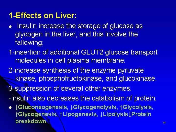 1 -Effects on Liver: l Insulin increase the storage of glucose as glycogen in