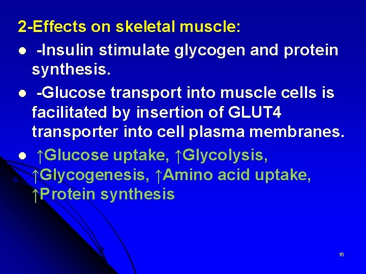 2 -Effects on skeletal muscle: l -Insulin stimulate glycogen and protein synthesis. l -Glucose