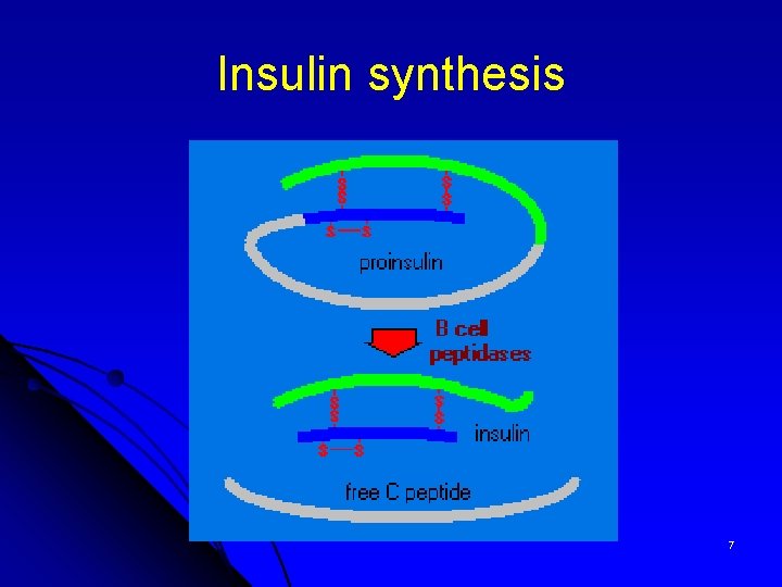 Insulin synthesis 7 