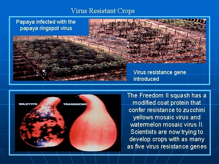 Virus Resistant Crops Papaya infected with the papaya ringspot virus Virus resistance gene introduced
