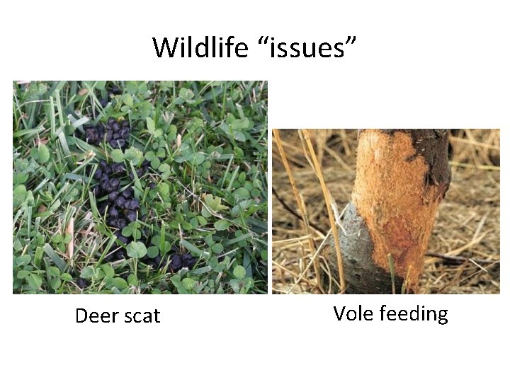 Wildlife “issues” Deer scat Vole feeding 