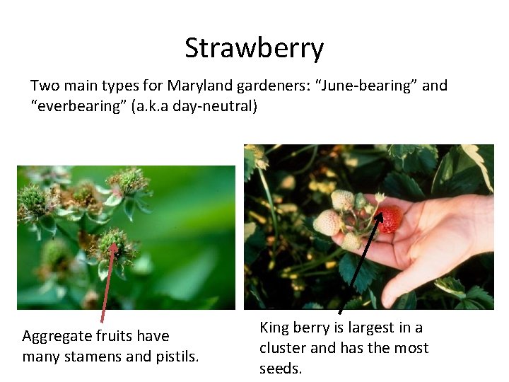 Strawberry Two main types for Maryland gardeners: “June-bearing” and “everbearing” (a. k. a day-neutral)