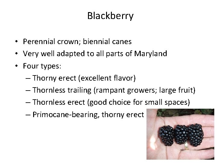 Blackberry • Perennial crown; biennial canes • Very well adapted to all parts of