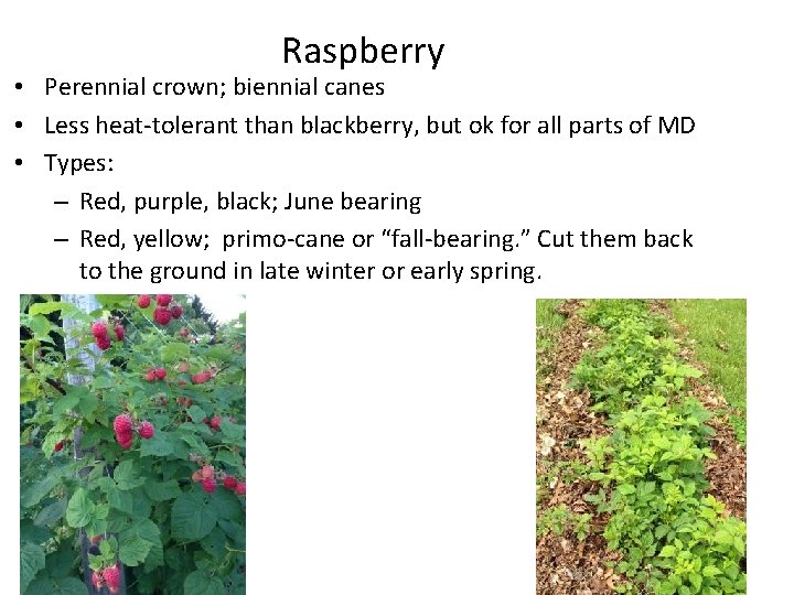 Raspberry • Perennial crown; biennial canes • Less heat-tolerant than blackberry, but ok for