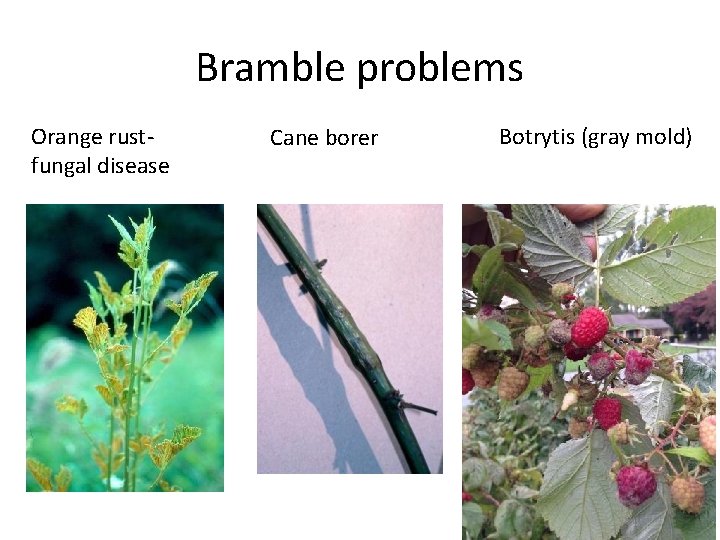 Bramble problems Orange rustfungal disease Cane borer Botrytis (gray mold) 