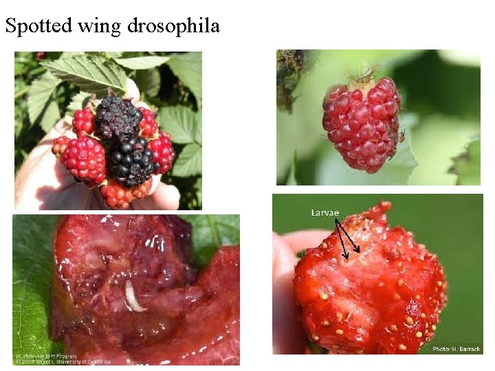 Spotted wing drosophila 