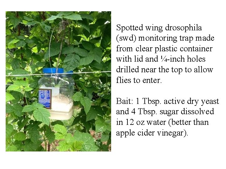 Spotted wing drosophila (swd) monitoring trap made from clear plastic container with lid and