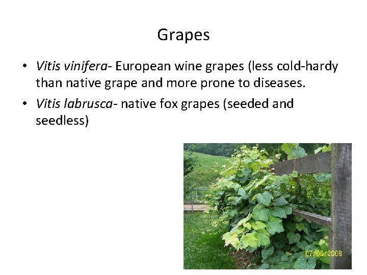 Grapes • Vitis vinifera- European wine grapes (less cold-hardy than native grape and more