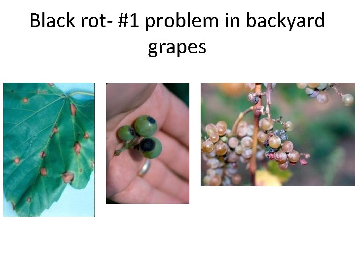 Black rot- #1 problem in backyard grapes 