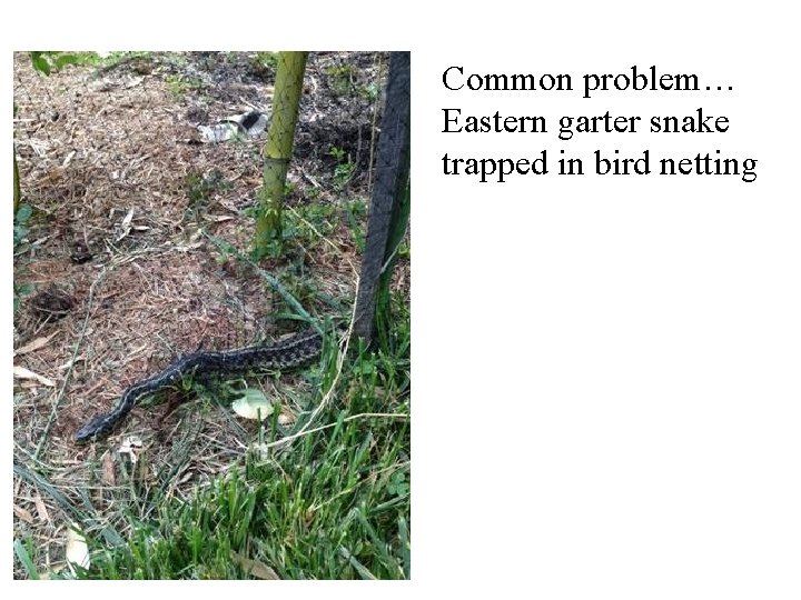 Common problem… Eastern garter snake trapped in bird netting 