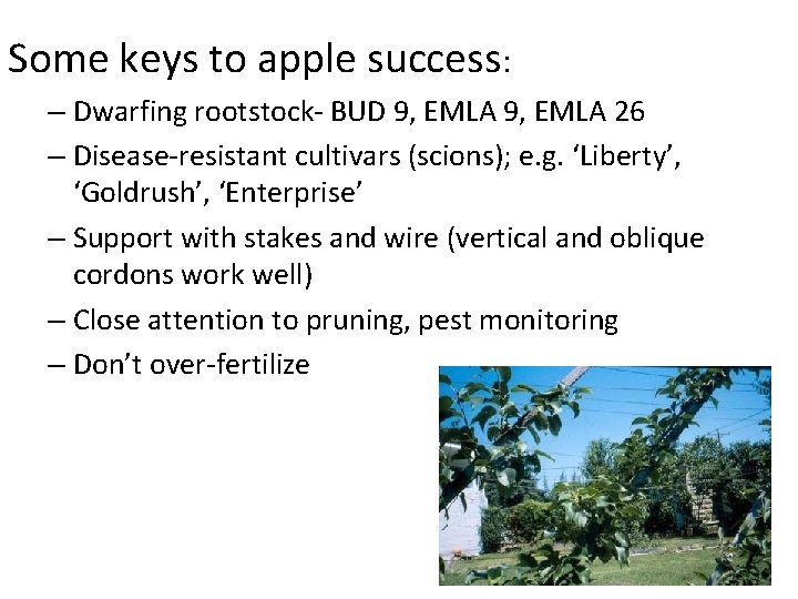 Some keys to apple success: – Dwarfing rootstock- BUD 9, EMLA 26 – Disease-resistant