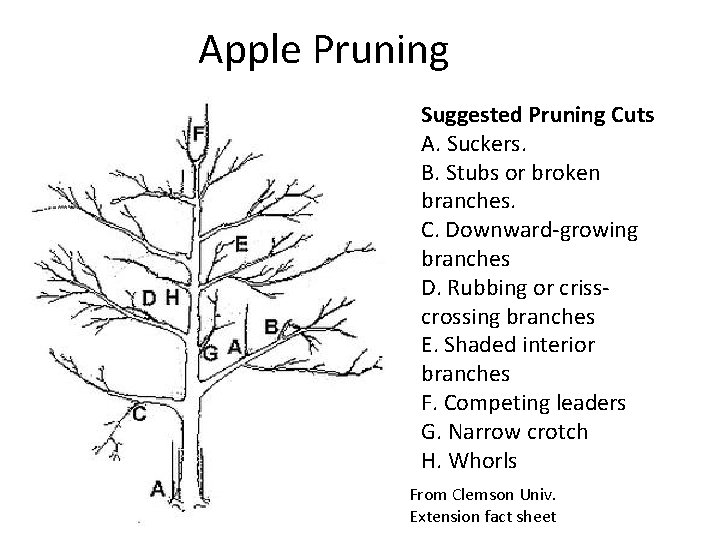 Apple Pruning Suggested Pruning Cuts A. Suckers. B. Stubs or broken branches. C. Downward-growing