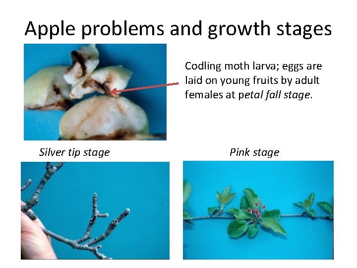 Apple problems and growth stages Codling moth larva; eggs are laid on young fruits