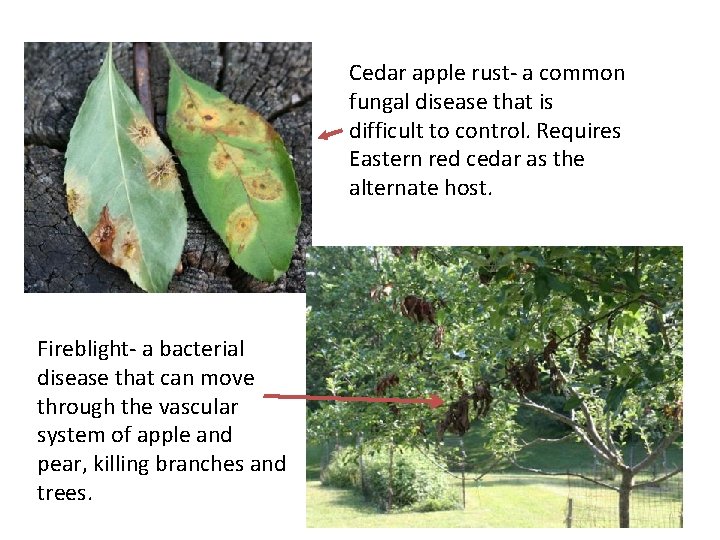 Cedar apple rust- a common fungal disease that is difficult to control. Requires Eastern