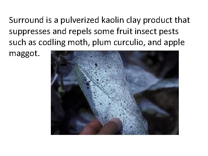 Surround is a pulverized kaolin clay product that suppresses and repels some fruit insect